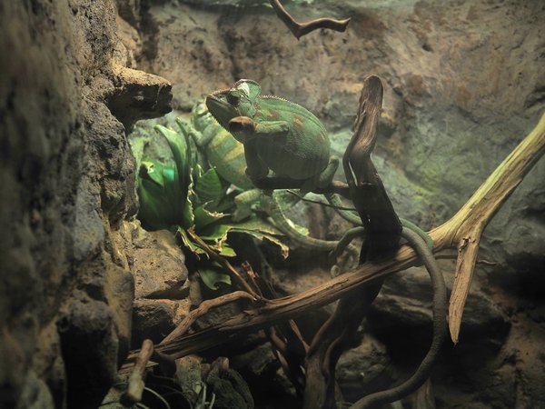 Wie kann ich einen artgerechten Lebensraum für meine Landschildkröte im Garten schaffen?